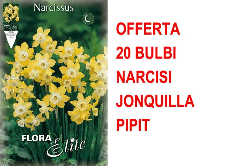OFFERTA 20 BULBI NARCISO JONQUILLA PIPIT