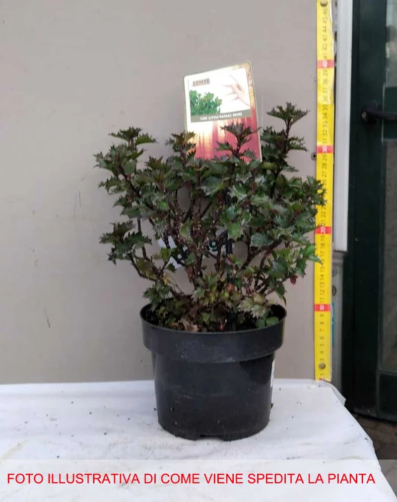 ILEX AGRIFOGLIO LITTLE RASCAL VASO 17CM