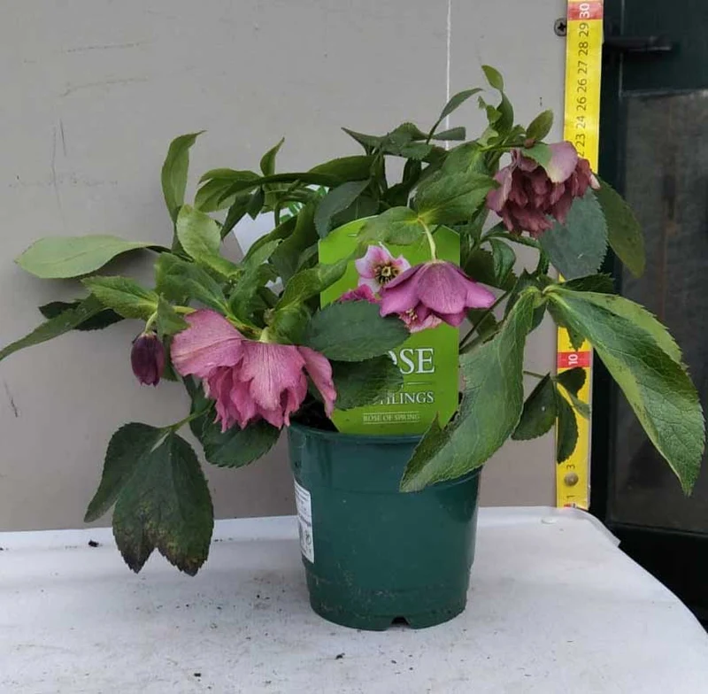 HELLEBORUS ORIENTALIS ROSE OF SPRING ROSA DI NATALE VASO 12CM