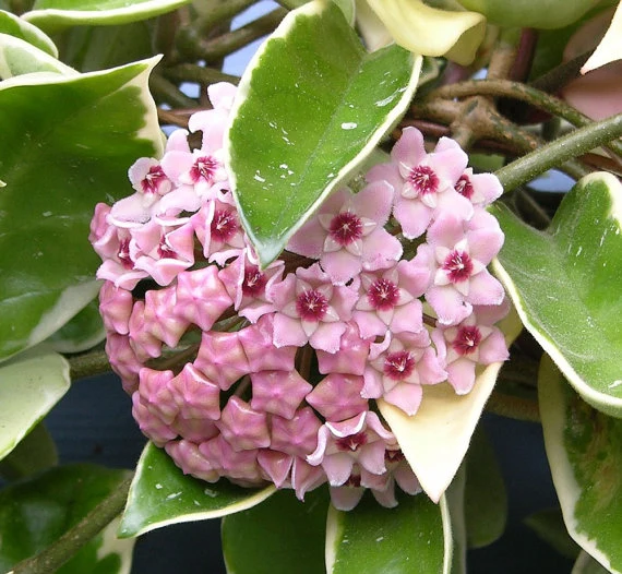 HOYA KRIMSON QUEEN FIORE DI CERA VASO 19CM