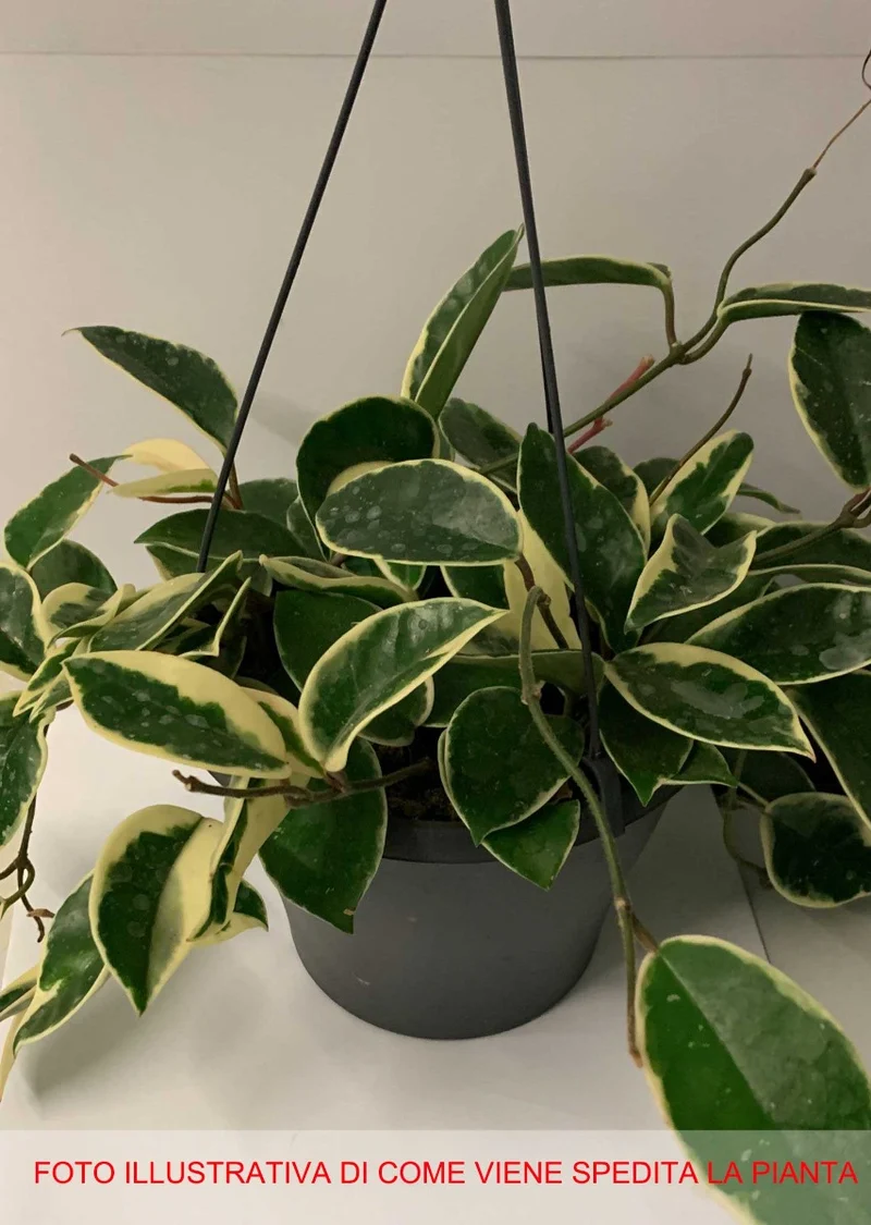 HOYA KRIMSON QUEEN FIORE DI CERA VASO 19CM