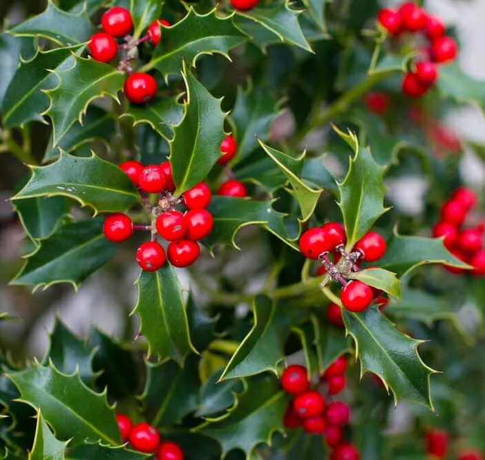 ILEX AGRIFOGLIO VASO 9CM