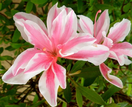 AZALEA JAPONICA RUSTICA MELLE VASO 18CM