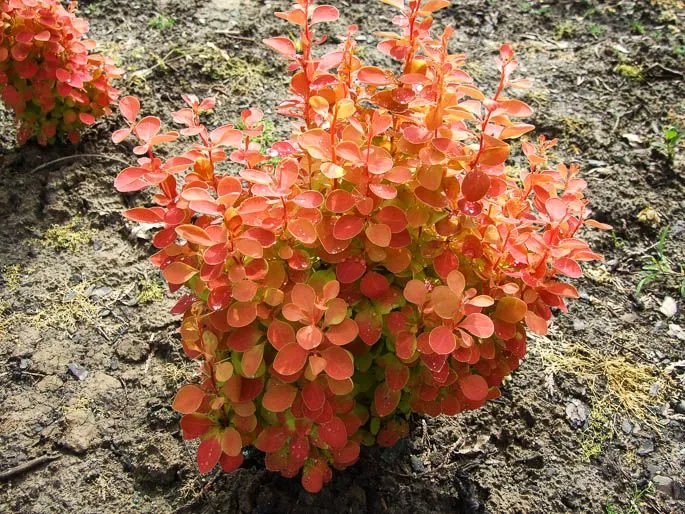 BERBERIS THUNBERGII ORANGE ICE VASO 17CM