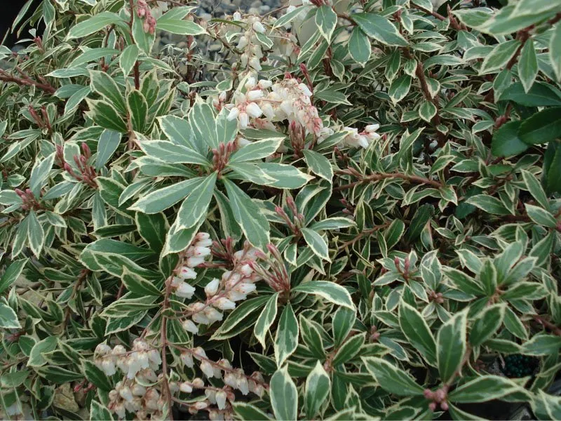 PIERIS JAPONICA LITTLE HEATH VASO 19CM