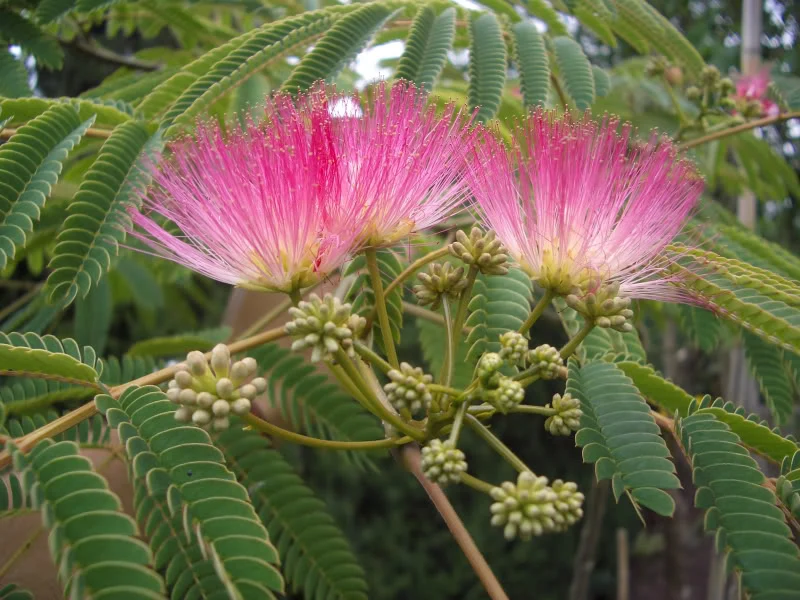 ALBIZIA JULIBRISSIN ROSEA MIMOSA DI COSTANTINOPOLI VASO DA 19CM