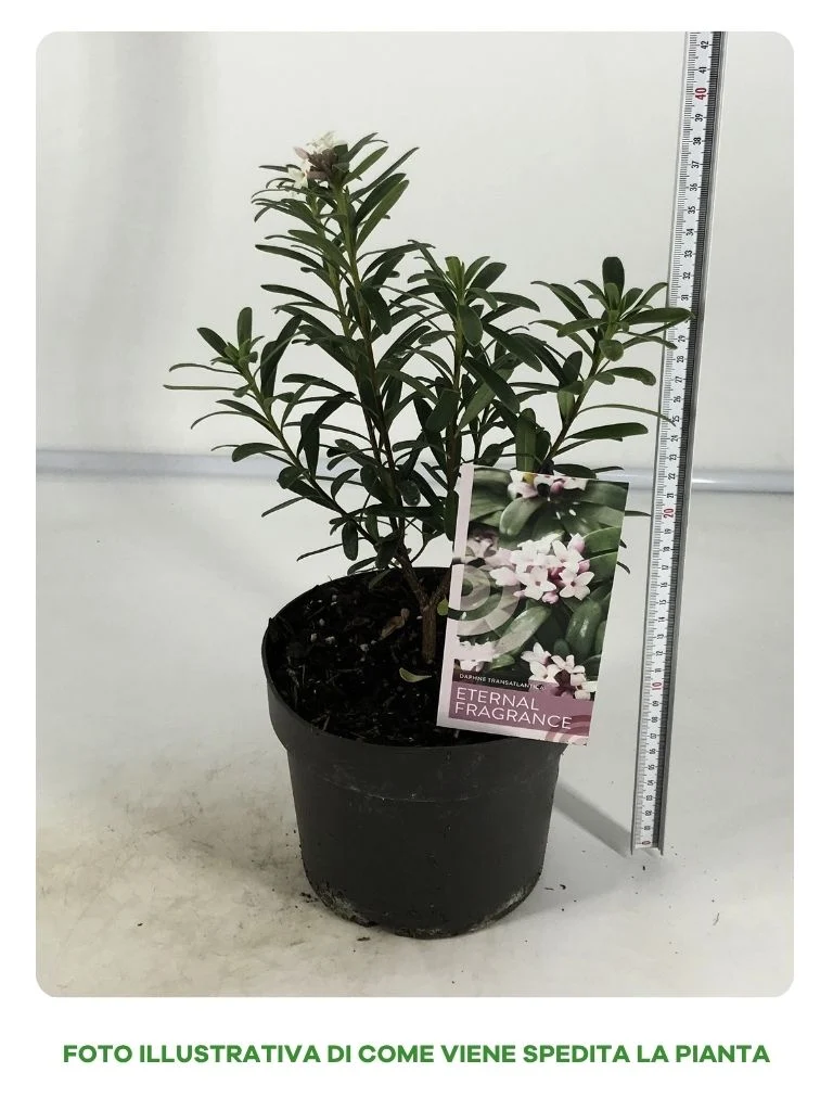DAPHNE ETERNAL FRAGRANCE VASO 15CM