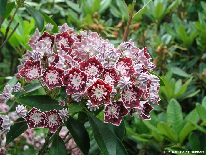 KALMIA LATIFOLIA STERNTALER IN VASO 21CM