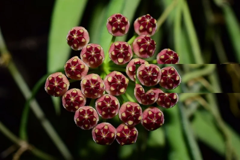 HOYA WAYETII FIORE DI CERA VASO 12CM