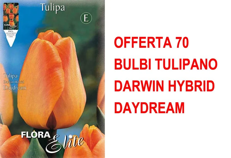 OFFERTA 70 BULBI TULIPANO DARWIN HYBRID DAYDREAM