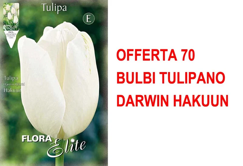 OFFERTA 70 BULBI TULIPANO DARWIN HAKUUN