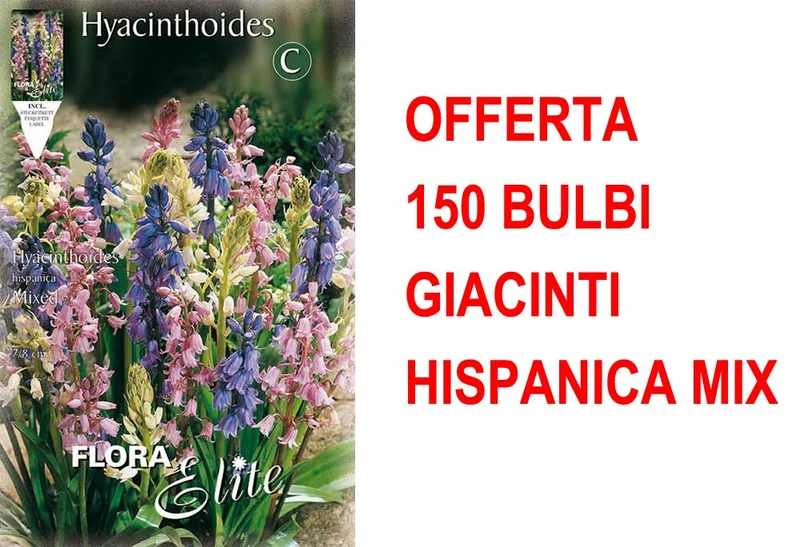 OFFERTA 150 BULBI GIACINTO HYACINTHOIDES HISPANICA MIX