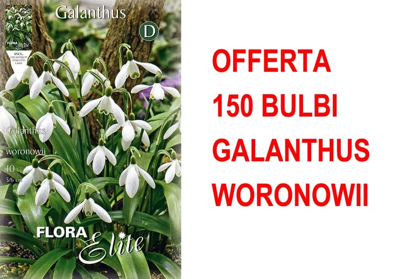 OFFERTA 150 BULBI GALANTHUS WORONOWII