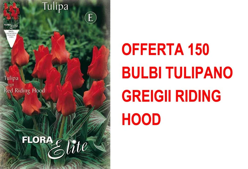 OFFERTA 150 BULBI TULIPANO GREIGII RIDING HOOD