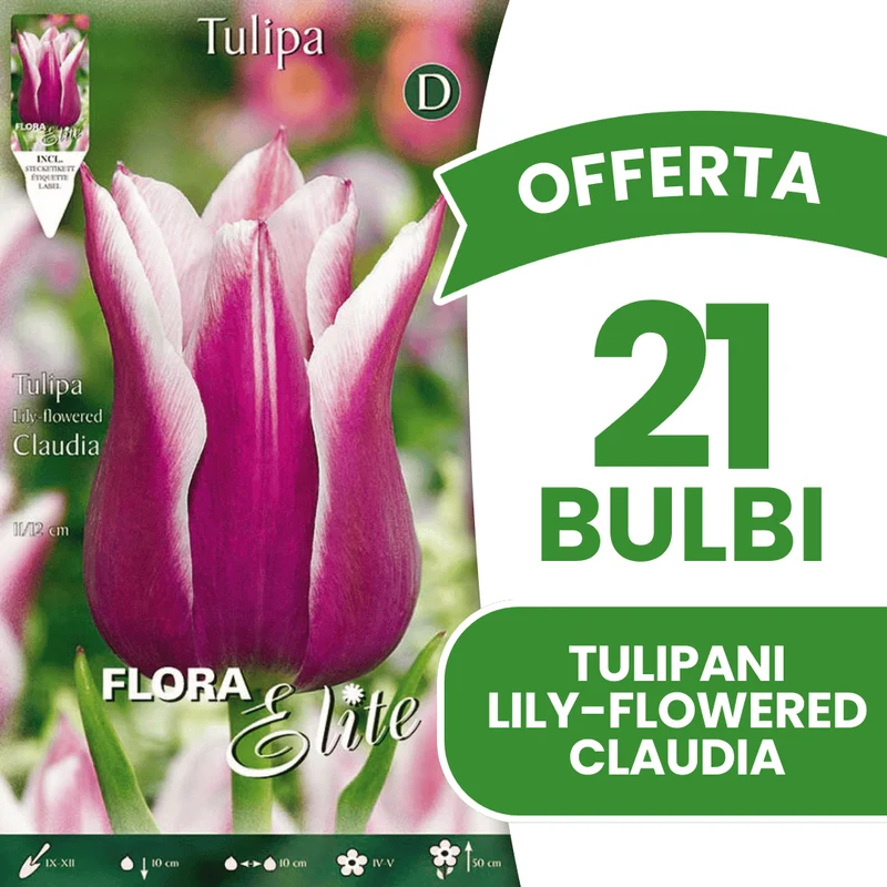 OFFERTA 21 BULBI TULIPANO LILYFLOWERING CLAUDIA