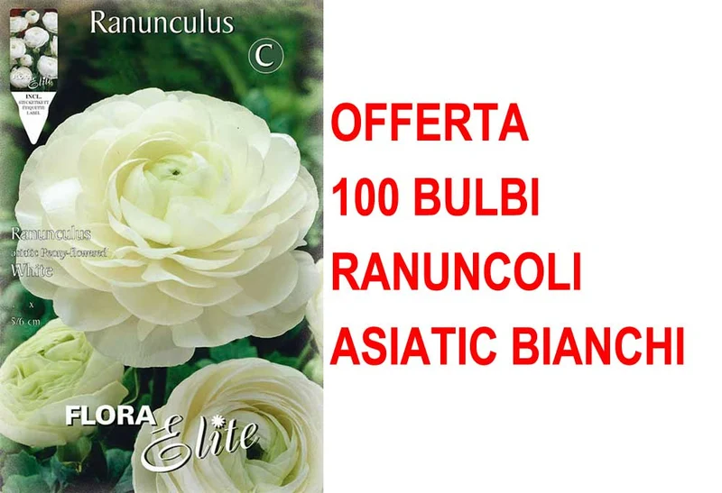 OFFERTA 100 BULBI RANUNCOLO ASIATIC BIANCO