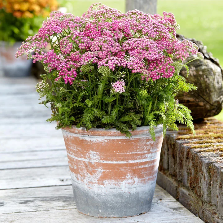 ACHILLEA MILLY ROCK ROSE IN VASO 18CM