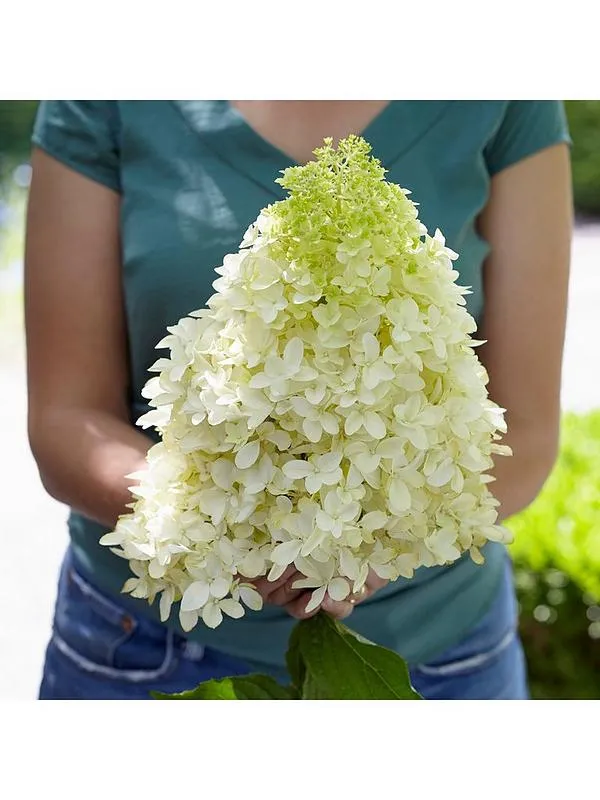ORTENSIA HYDRANGEA PANICULATA SKYFALL LOVELY VASO 18CM