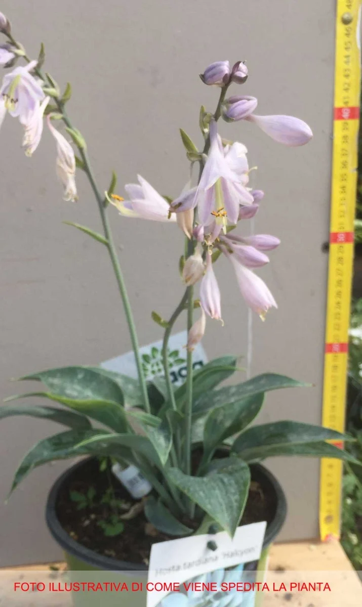 HOSTA HALCYON IN VASO 17CM