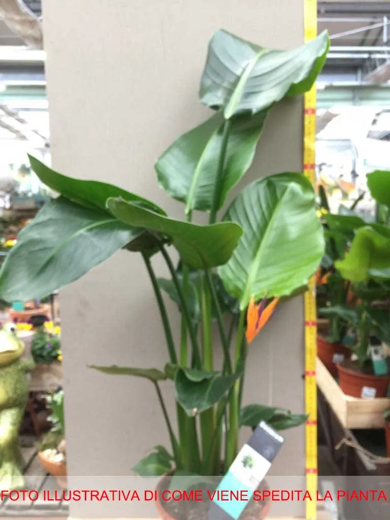 STRELITZIA NICOLAI O UCCELLO DEL PARADISO GIGANTE IN VASO 19CM