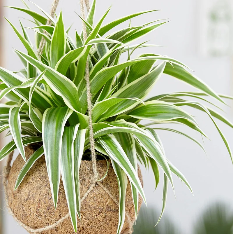 CHLOROPHYTUM COMOSUM VITATUM O NASTRINO VASO 12CM