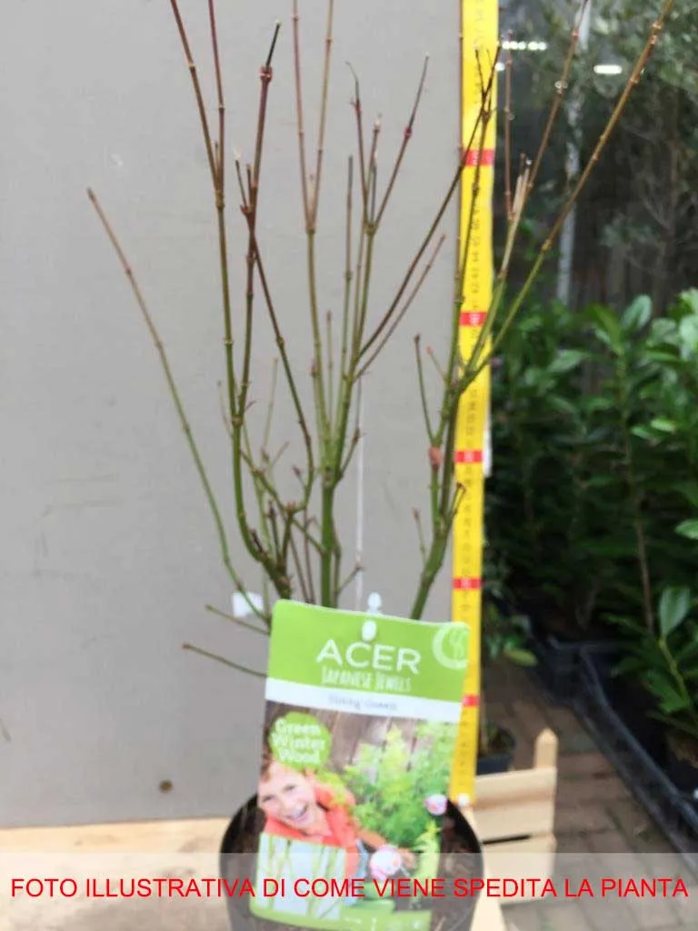 ACERO PALMATUM GOING GREEN IN VASO 15CM