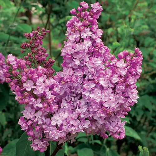 LILLA O SYRINGA VULGARIS PAUL DESCHANEL VASO DA 21CM
