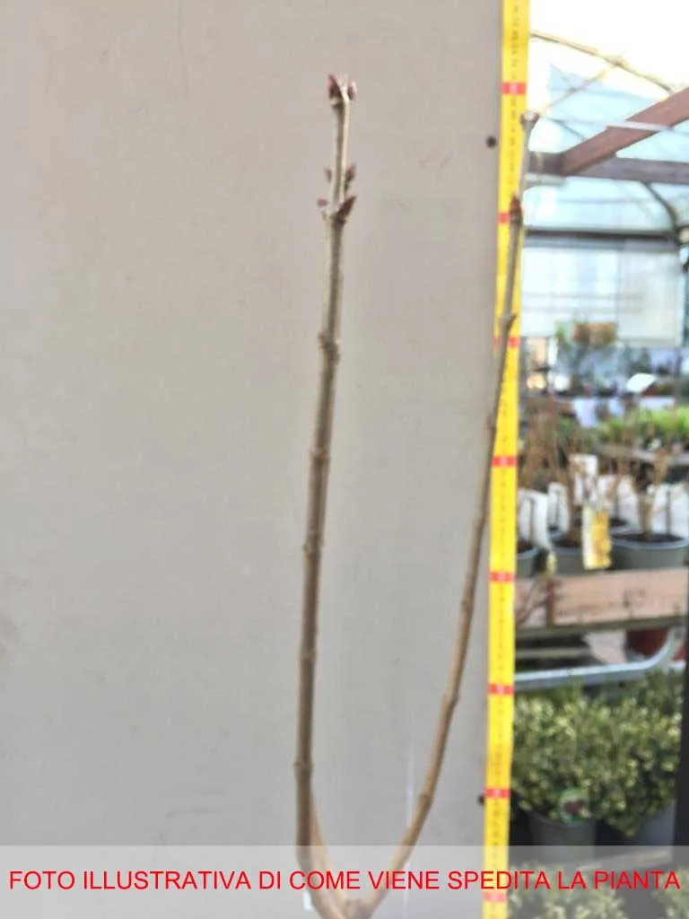 LILLA O SYRINGA VULGARIS NADEZHDA VASO DA 21CM