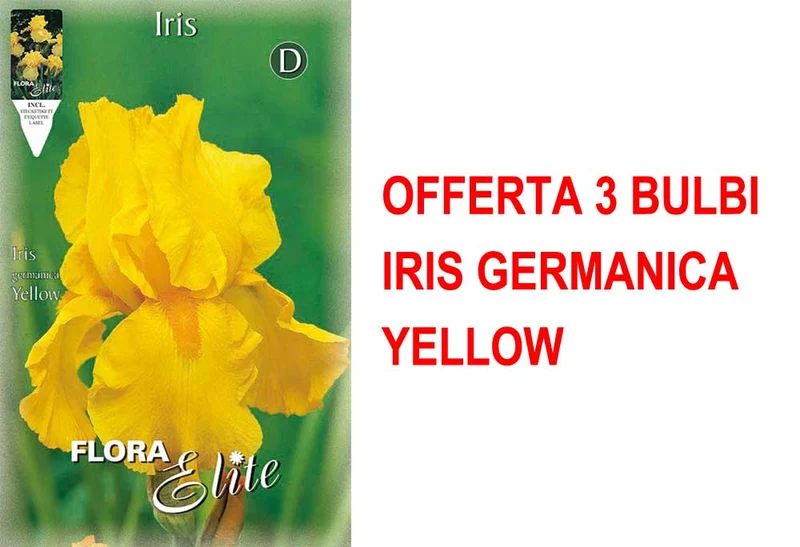OFFERTA 3 BULBI IRIS GERMANICA YELLOW