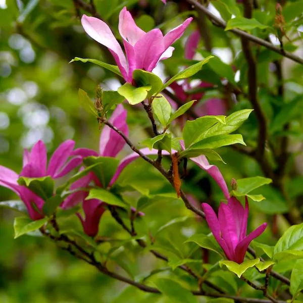 MAGNOLIA SUSAN VASO 29CM