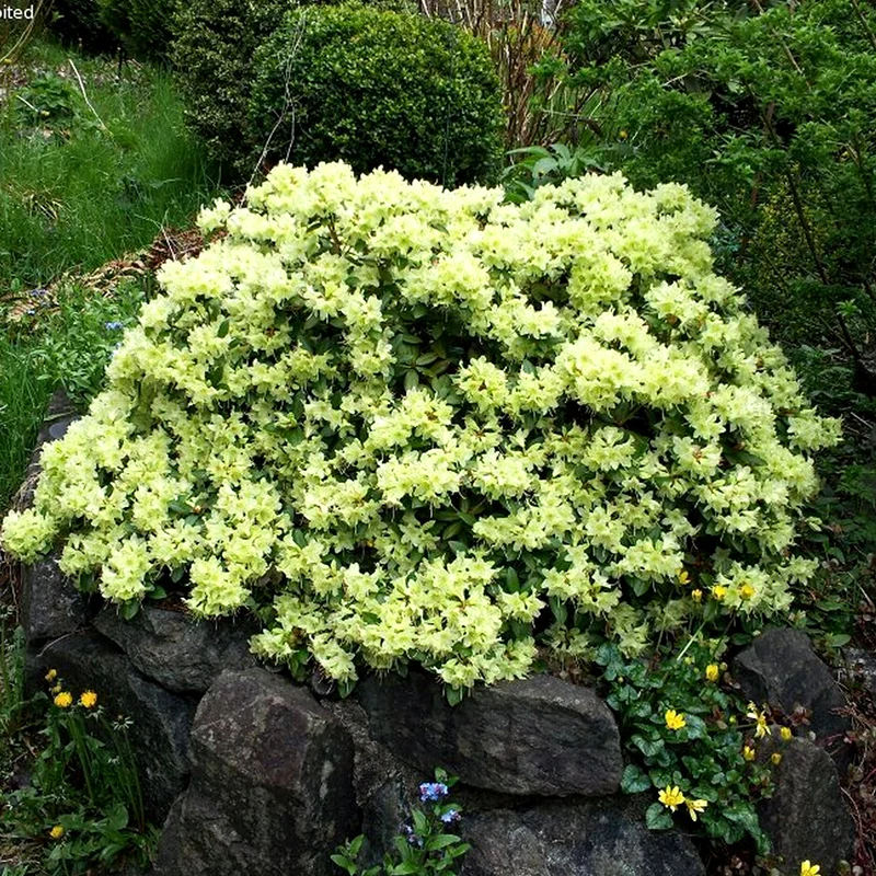 RODODENDRO SHAMROCK IN VASO 21CM