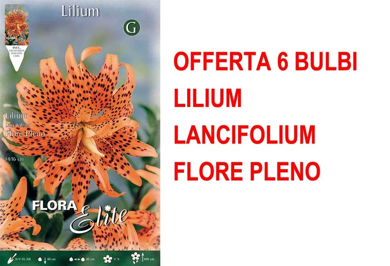 OFFERTA 6 BULBI LILIUM LANCIFOLIUM FLORE PLENO