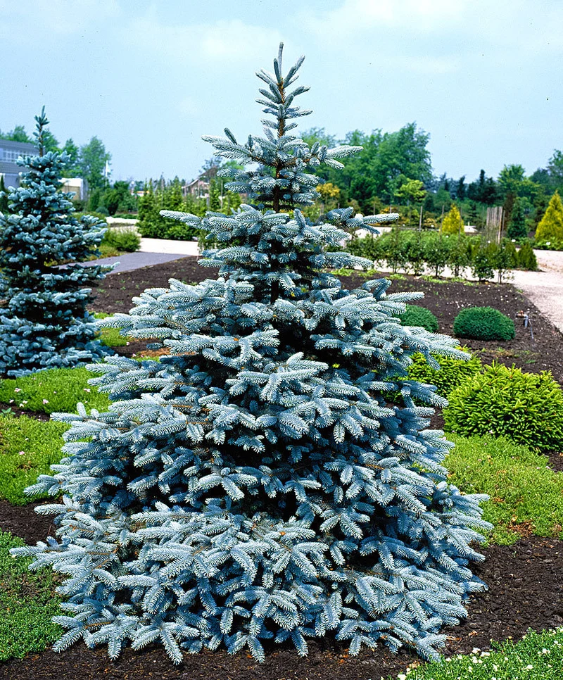 PICEA PINO ARGENTATO IN VASO 23CM CONIFERA NANA
