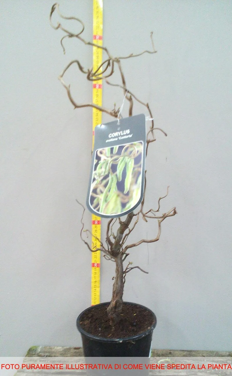 CORYLUS AVELLANA CONTORTA IN VASO 20CM