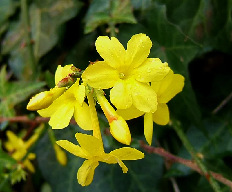 JASMINUM GELSOMINO NUDIFLORUM VASO 13CM