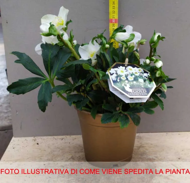 HELLEBORUS NIGER DIVA ROSA DI NATALE VASO 15CM