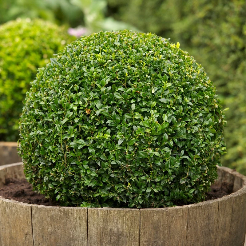 BUXUS SEMPERVIRENS VASO 19CM