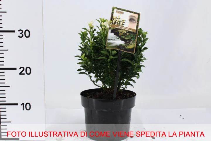 EUONYMUS PALOMA BLANCA VASO 17CM