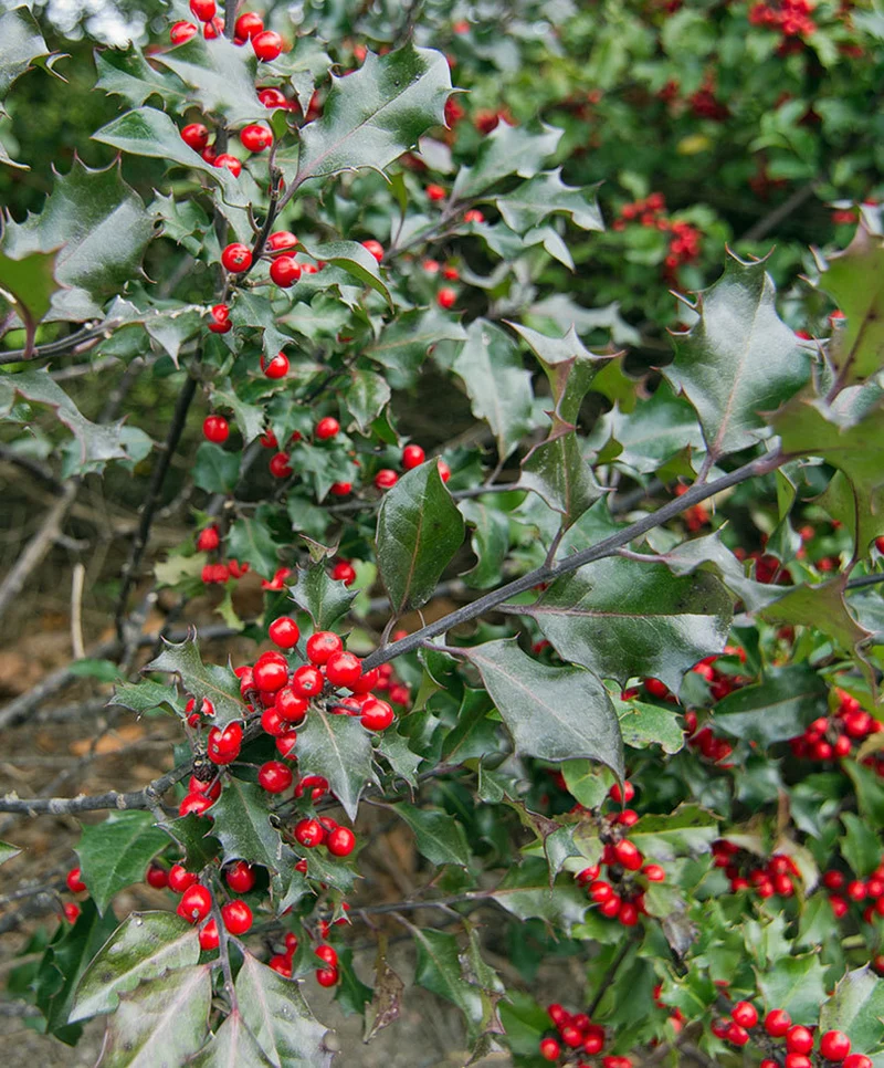 ILEX AGRIFOGLIO BACCATA VASO 12CM