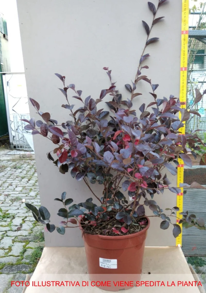 LOROPETALUM VASO 21CM