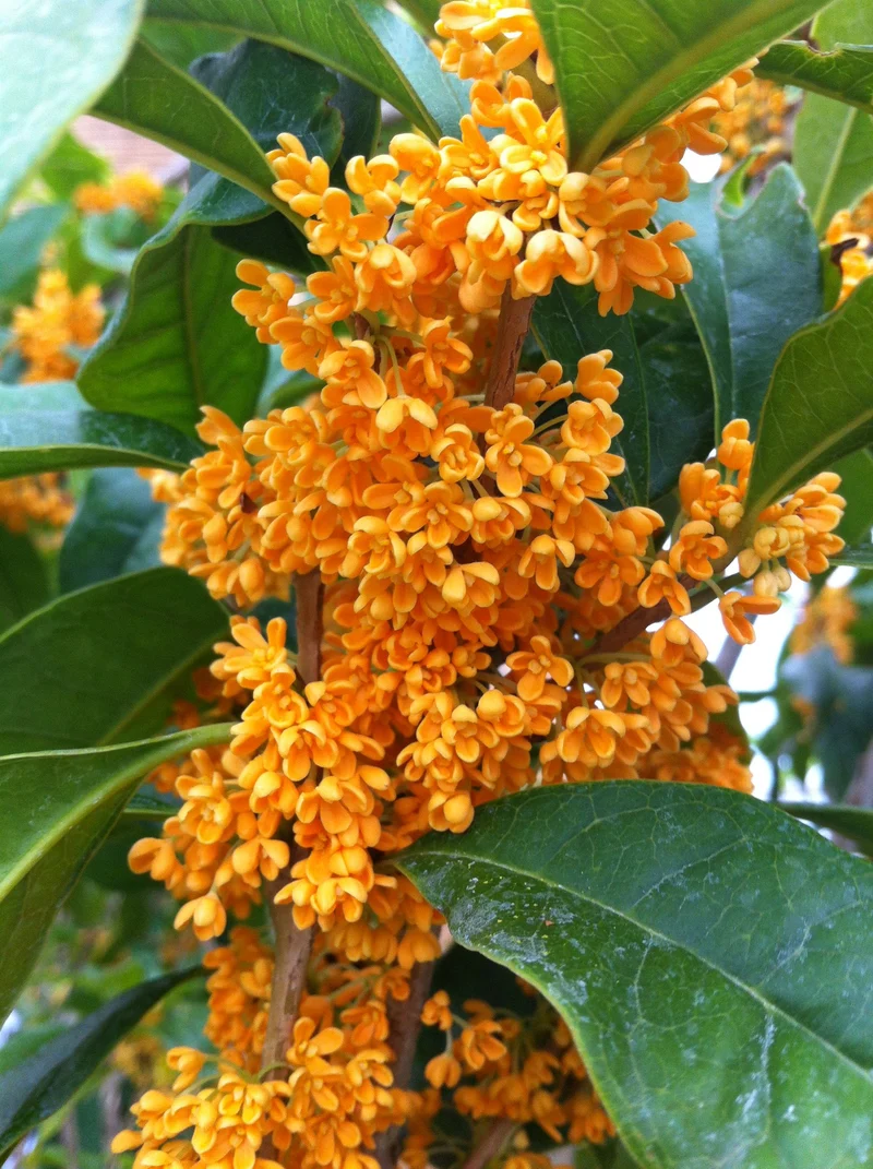 OSMANTHUS FRAGRANS OLEA FRAGRANS ARANCIO VASO 20CM