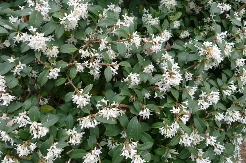 OSMANTHUS OSMAREA BURKWOODII VASO 17CM