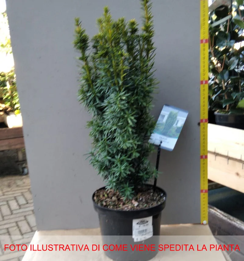 TAXUS BACCATA DAVID VASO 19CM