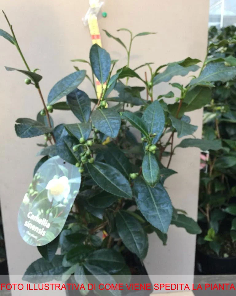 CAMELIA SINENSIS LA PIANTA DEL TE' VASO 17CM