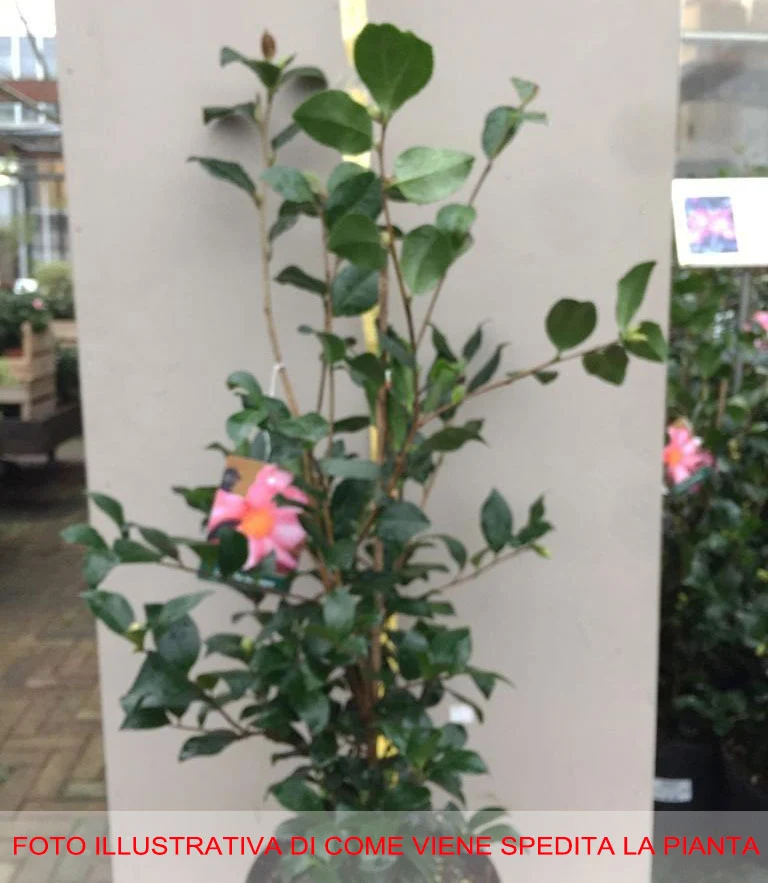 CAMELIA SASANQUA CLEOPATRA VASO 21CM