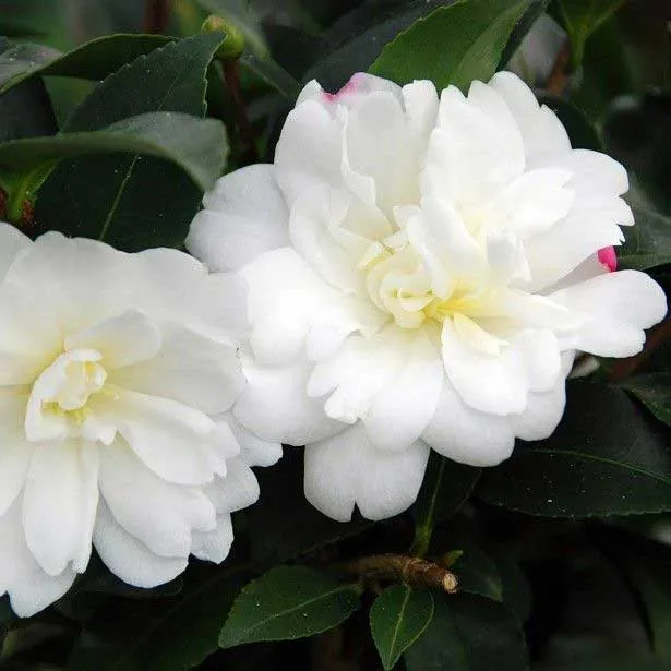 CAMELIA SASANQUA BIANCA IN VASO 17CM