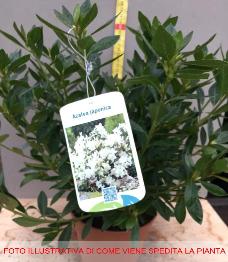 AZALEA JAPONICA RUSTICA BIANCA VASO 15CM