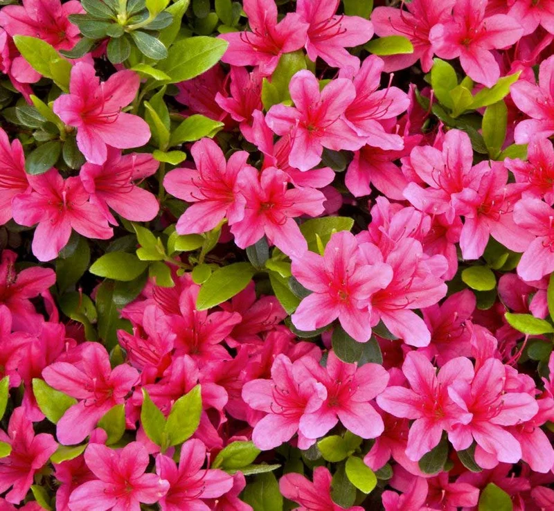 AZALEA JAPONICA RUSTICA FUCSIA VASO 15CM