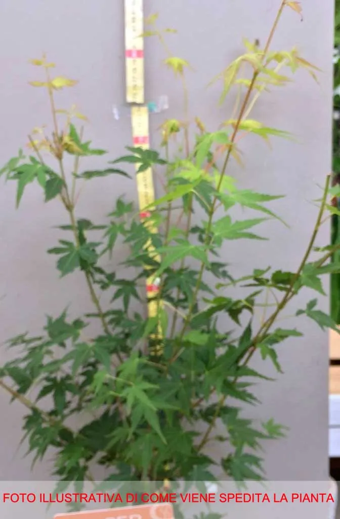 ACERO PALMATUM KATSURA IN VASO 19CM