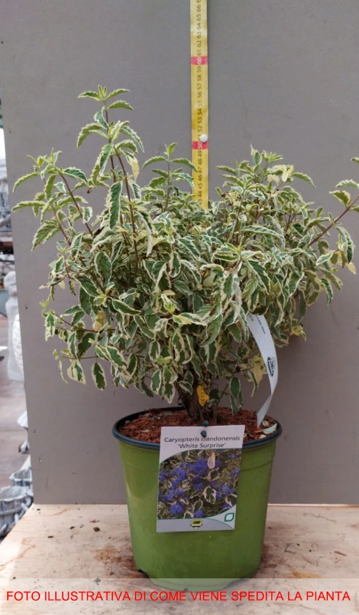 CARYOPTERIS CLAN WHITE SURPRISE VASO 18CM